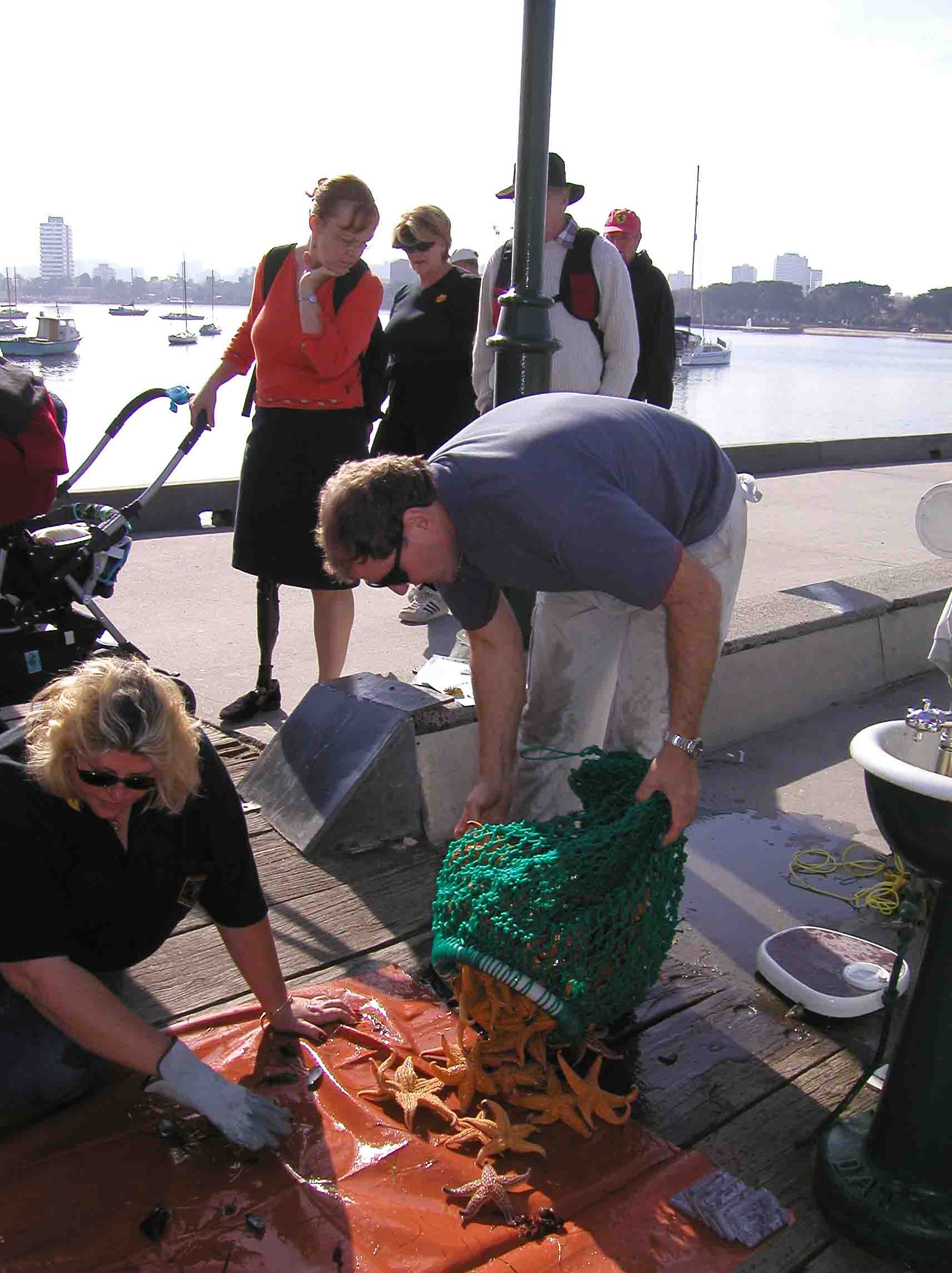 Northern Pacific Seastar Removal Earthcare St Kilda