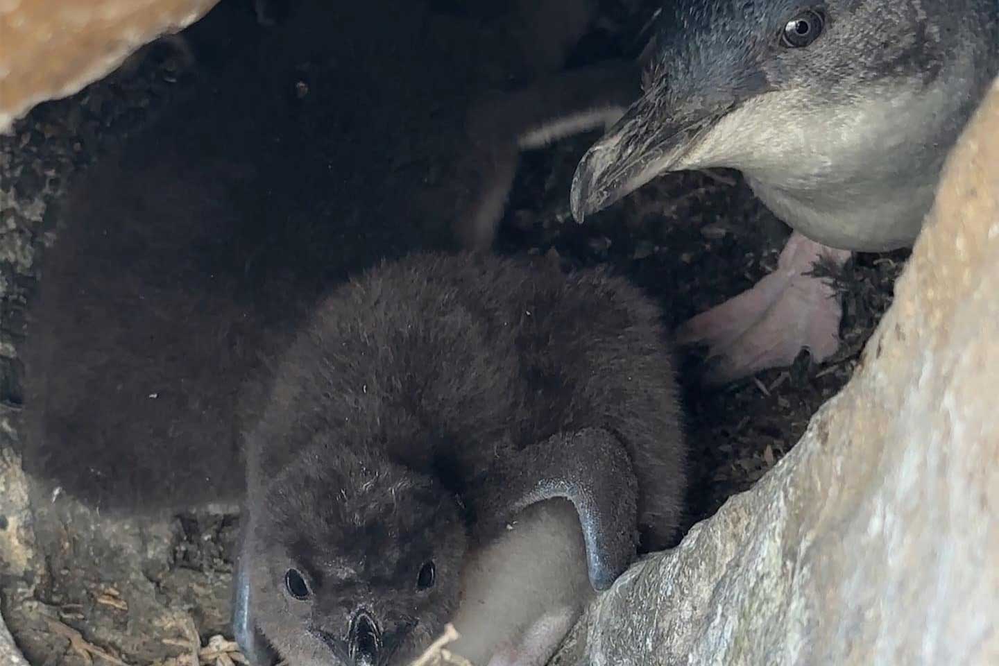 The-history-of-penguin-guiding
